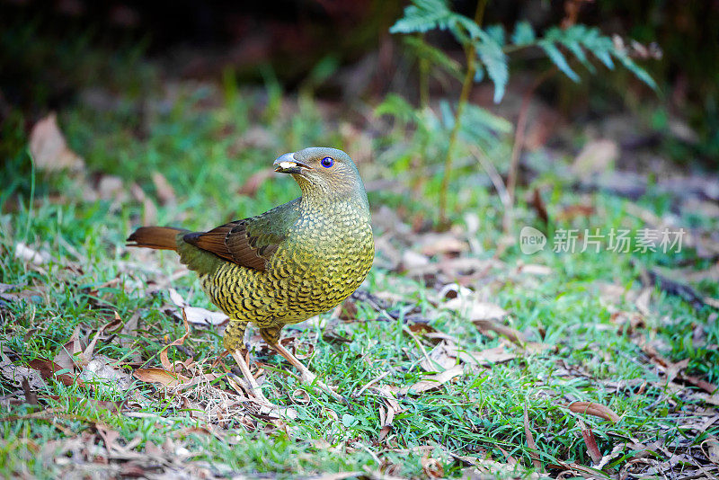 缎纹园丁鸟(Ptilonorhynchus violaceus)